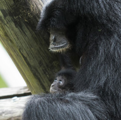 Obraz premium Siamang ape with baby ape