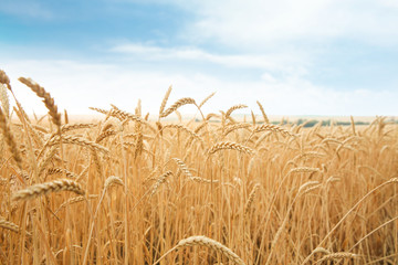 Fototapeta na wymiar Wheat grain field on sunny day. Cereal farming