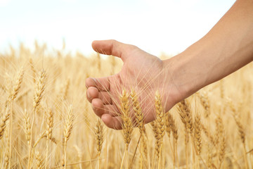 Agronomist in grain field, closeup. Cereal farming