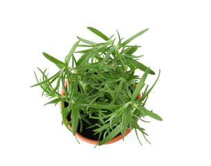 Fresh rosemary bush on white background, top view