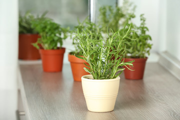 Pots with fresh rosemary on table near window