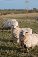 Fototapeta premium sheep