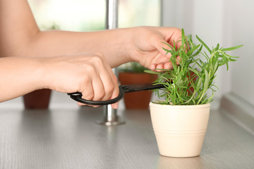 Woman cutting fresh rosemary in pot, closeup