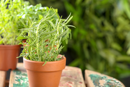 Pot with fresh rosemary against blurred background