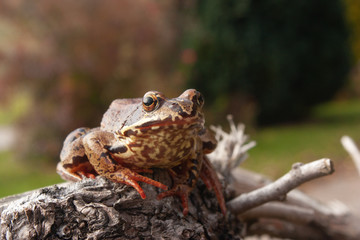 Frog on root