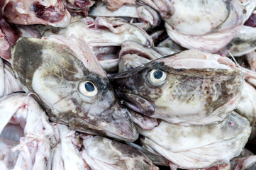 Fresh fish heads, ready for drying. Lofoten, North Norway
