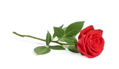 Fototapete Rosen Schöne rote Rosenblüte auf weißem Hintergrund