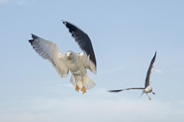 Two seagulls in flight against a blue sky, following a ferry boat looking for food