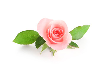 Beautiful rose on white background