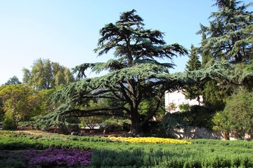 Sprawling, large coniferous tree in Nikitinsky Botanical Garden in Crimea,
