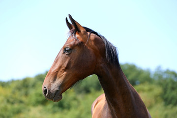 Portrait of a beautiful young purebred horse