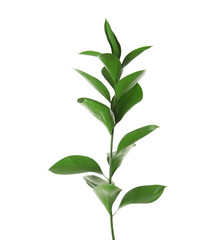Branch with fresh green Ruscus leaves on white background