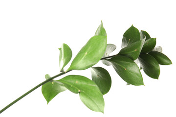 Branch with fresh green Ruscus leaves on white background