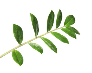 Branch with fresh green Zamioculcas zamiifolia leaves on white background
