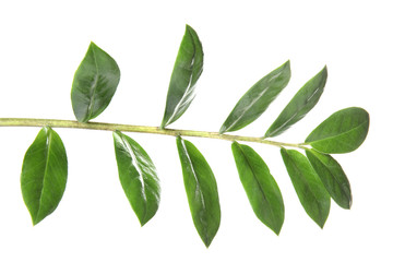 Branch with fresh green Zamioculcas zamiifolia leaves on white background