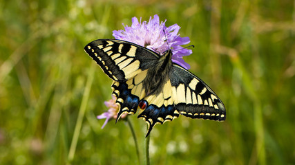 Schwalbenschwanz - Schmetterling