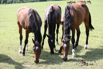 Naklejka na ściany i meble Young healthy horses grqaze peaceful summer green pasture
