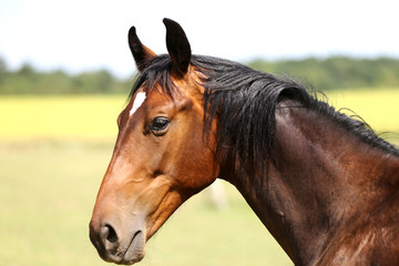 Fototapeta premium Portret pięknego młodego konia czystej krwi