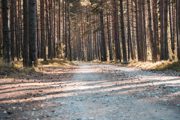 Road in the pine forest