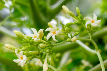 Papaya tree (Carica papaya) flower closeup - Pembroke Pines, Florida, USA