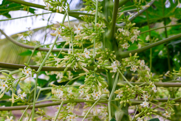 Papaya tree (Carica papaya) flowers, multiple - Pembroke Pines, Florida, USA