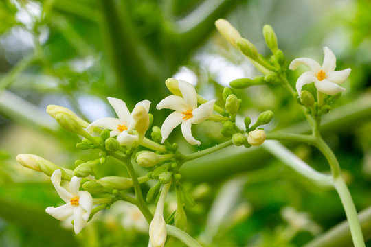 Papaya Flower Images – Browse 8,472 Stock Photos, Vectors, and Video |  Adobe Stock