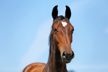 Portrait of a beautiful young purebred horse