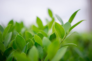 soft focus of green leaves