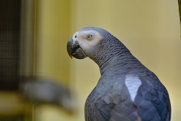 The grey parrot (Psittacus erithacus), also known as the Congo grey parrot or African grey parrot, is an Old World parrot in the family Psittacidae. 