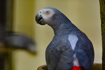 The grey parrot (Psittacus erithacus), also known as the Congo grey parrot or African grey parrot, is an Old World parrot in the family Psittacidae. 