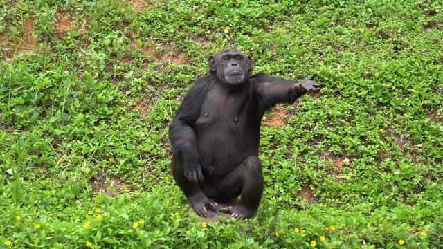 Mature chimpanzee perches enjoy on grass in zoo