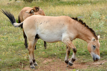 Naklejka na ściany i meble The Przewalski's horse (Equus przewalskii or Equus ferus przewalskii) also called the Mongolian wild horse or Dzungarian horse, is a rare and endangered horse native to the steppes of central Asia.