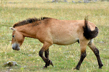 Fototapeta premium The Przewalski's horse (Equus przewalskii or Equus ferus przewalskii) also called the Mongolian wild horse or Dzungarian horse, is a rare and endangered horse native to the steppes of central Asia.