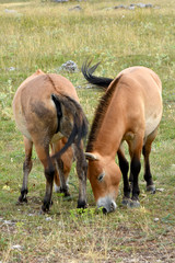 The Przewalski's horse  (Equus przewalskii or Equus ferus przewalskii) also called the Mongolian wild horse or Dzungarian horse, is a rare and endangered horse native to the steppes of central Asia. 