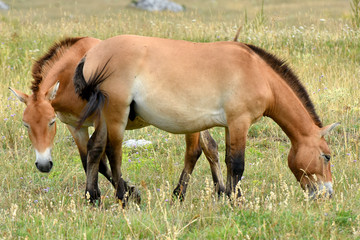 Fototapeta premium The Przewalski's horse (Equus przewalskii or Equus ferus przewalskii) also called the Mongolian wild horse or Dzungarian horse, is a rare and endangered horse native to the steppes of central Asia.