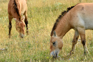 The Przewalski's horse  (Equus przewalskii or Equus ferus przewalskii) also called the Mongolian wild horse or Dzungarian horse, is a rare and endangered horse native to the steppes of central Asia.