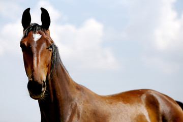 Head of a beautiful purebred foal on the meadow