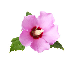 Beautiful tropical Hibiscus flower on white background