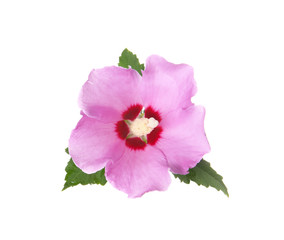 Fototapeta premium Beautiful tropical Hibiscus flower on white background