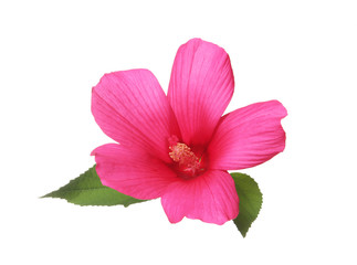 Beautiful tropical Hibiscus flower on white background