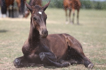 Young horse foal having fun in the wet mud after shower
