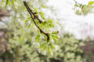 Wild Himalayan Cherry is Beautiful White and rare.
