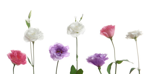 Obraz na płótnie Canvas Row of beautiful Eustoma flowers on white background