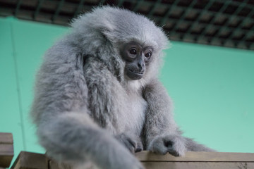 silver gibbon in the Zoo