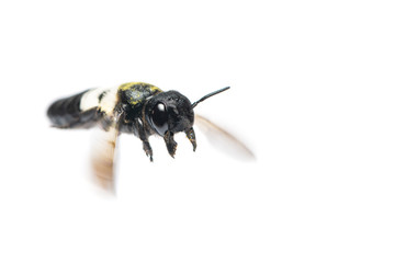 A close up of flying Leafcutter bee isolated on white background