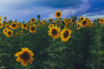 Sunflower field against grey evening sky. Farming, harvesting concept. Agriculture, organic food, august