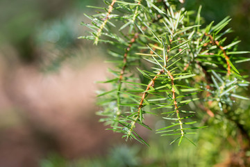 juniper twig macro