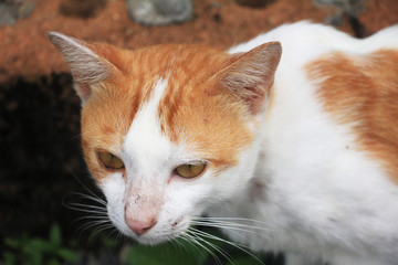 red and white cat sitting on the floor.