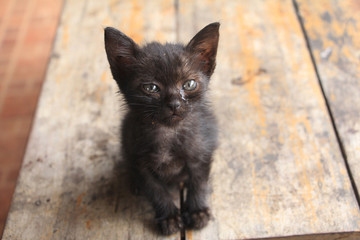 a small black cat sitting on the wood floor.