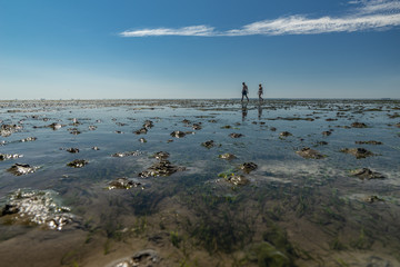 Erlebnis Wattwanderung im Wattenmeer der Nordsee, bei Dagebüll